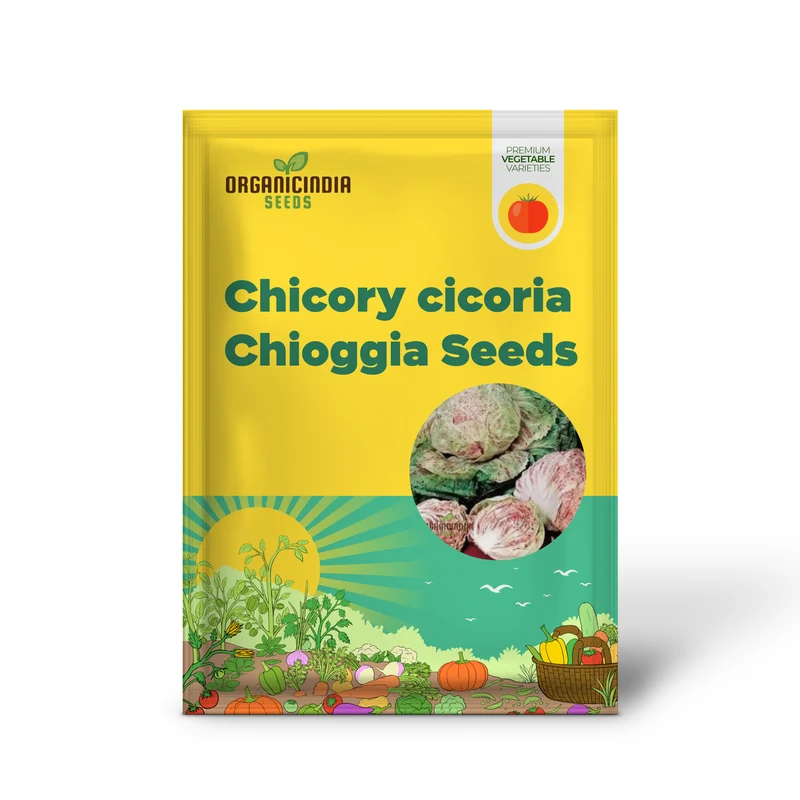 CHICORY CICORIA DE CHIOGGIA Seeds for Gardening - Premium Quality Heirloom Variety