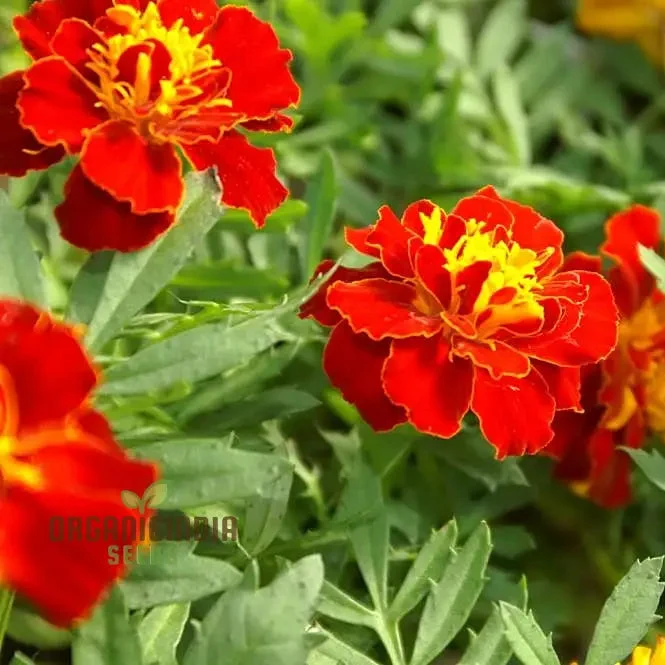 Vibrant Marigold Safari Red Flower Seeds for Your Garden, Premium Seeds for Gardening