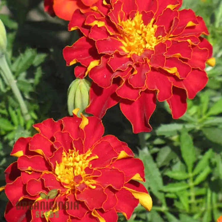 Vibrant Marigold Safari Red Flower Seeds for Your Garden, Premium Seeds for Gardening