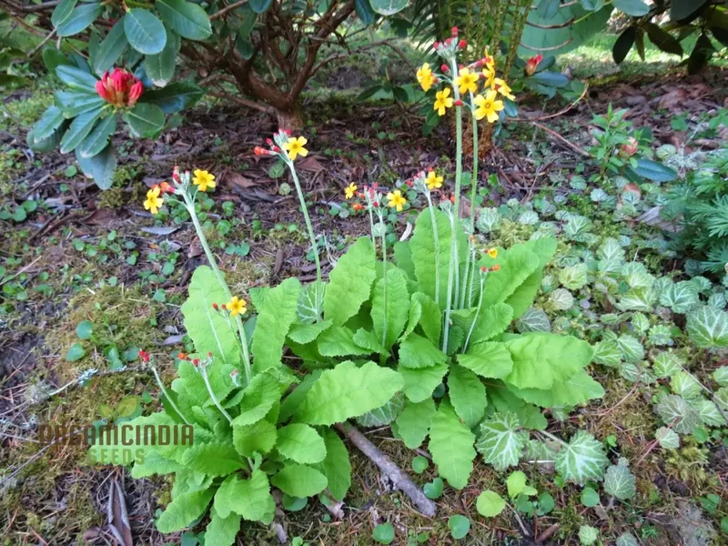 Primula chungensis Flower Seeds For Planting, Bringing Delicate Beauty to Your Garden