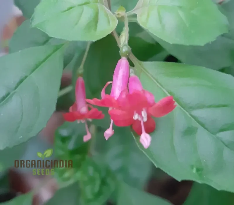 Fuchsia Bacillaris Seeds for Planting - Exquisite Flowers for Planting