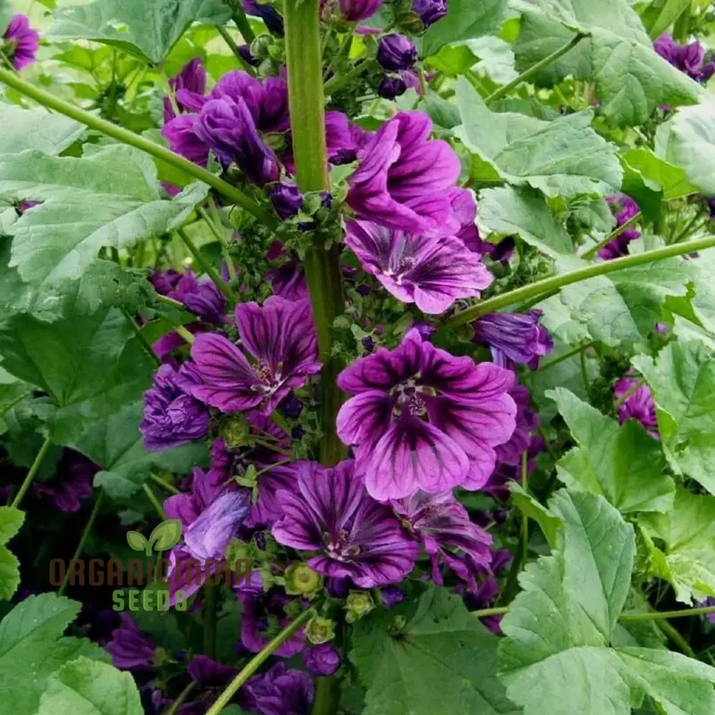 Malva Sylvestris mauritanica Flower Seeds, Enhance Your Garden with Exquisite Blooms, Premium Seeds for Gardening