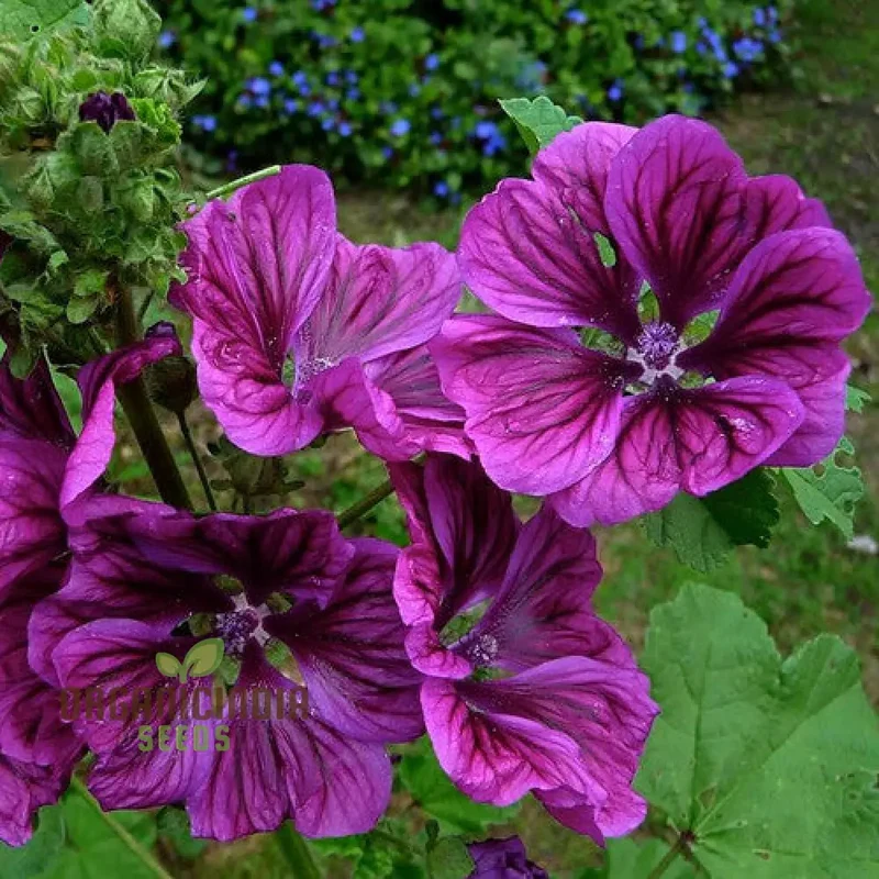 Malva Sylvestris mauritanica Flower Seeds, Enhance Your Garden with Exquisite Blooms, Premium Seeds for Gardening