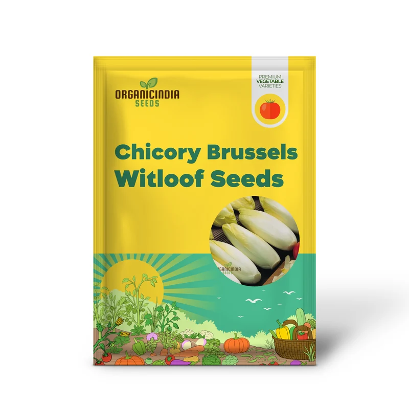 Chicory Brussels Witloof Seeds for Home Gardening - Heirloom Non-GMO Seeds with Bitterness for Culinary Use