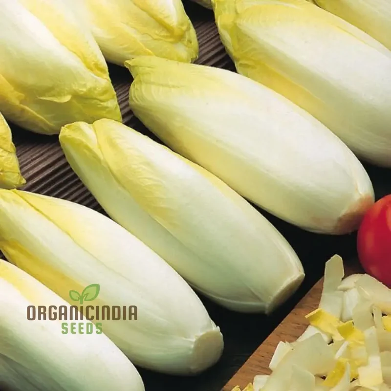 Chicory Brussels Witloof Seeds for Home Gardening - Heirloom Non-GMO Seeds with Bitterness for Culinary Use