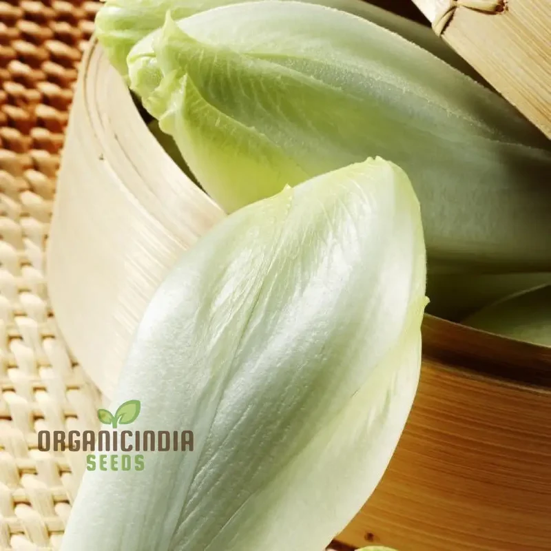Chicory Brussels Witloof Seeds for Home Gardening - Heirloom Non-GMO Seeds with Bitterness for Culinary Use