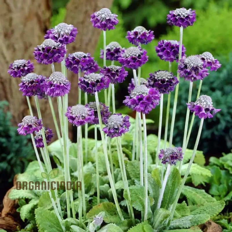 Primula Capitata Flower Seeds For Planting, Cultivating Unique Beauty in Your Garden