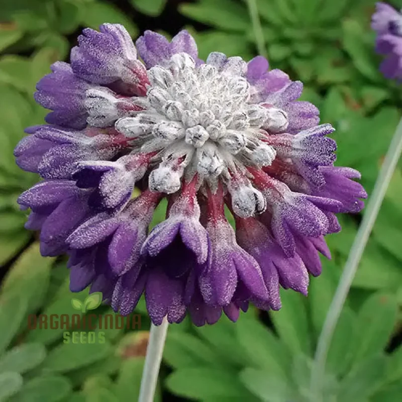 Primula Capitata Flower Seeds For Planting, Cultivating Unique Beauty in Your Garden