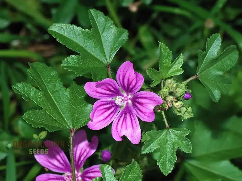 Malva Sylvestris Flower Seeds, Beautiful Addition to Your Garden, Premium Seeds for Gardening