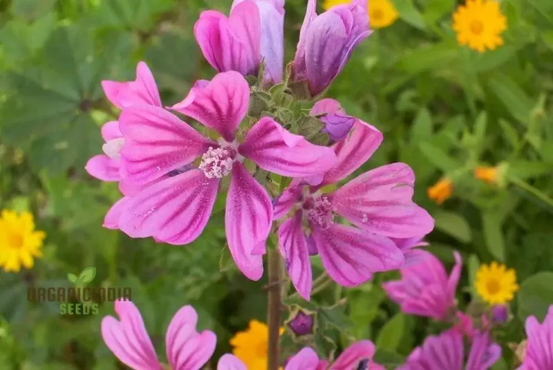Malva Sylvestris Flower Seeds, Beautiful Addition to Your Garden, Premium Seeds for Gardening