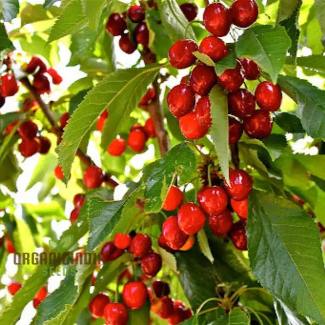 CHERRY PICOTA AMBRUNES Seeds for Exquisite Gardening Rare Fruit Tree Seeds for Home Gardeners