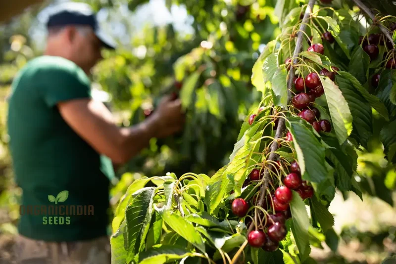 CHERRY PICOTA AMBRUNES Seeds for Exquisite Gardening Rare Fruit Tree Seeds for Home Gardeners