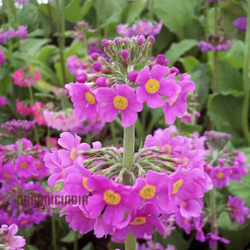 Primula Beesiana Flower Seeds For Planting, Delicate Beauty for Your Garden