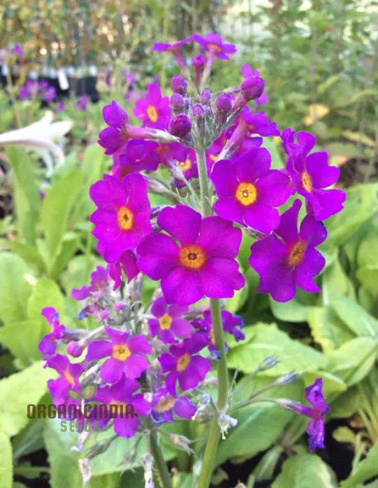 Primula Beesiana Flower Seeds For Planting, Delicate Beauty for Your Garden