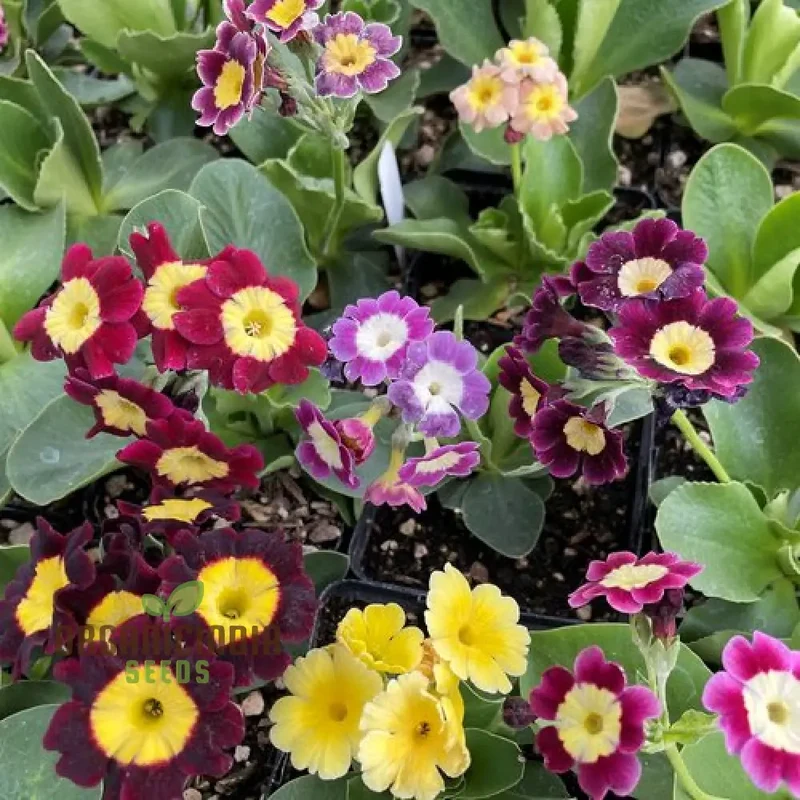 Primula Auricula Mixed Colours Flower Seeds For Planting, A Rainbow of Alpine Blooms for Your Garden