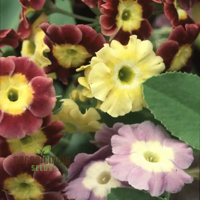 Primula Auricula Mixed Colours Flower Seeds For Planting, A Rainbow of Alpine Blooms for Your Garden