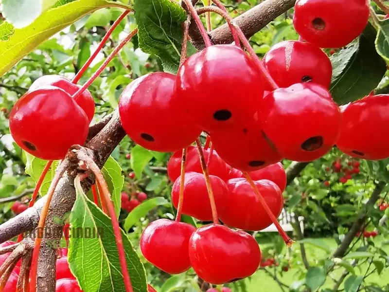 Malus Baccata Fruit Seeds for Planting, Premium Garden Seeds, Fruit Seeds for Gardening