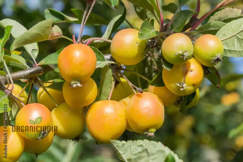 Malus Baccata Fruit Seeds for Planting, Premium Garden Seeds, Fruit Seeds for Gardening