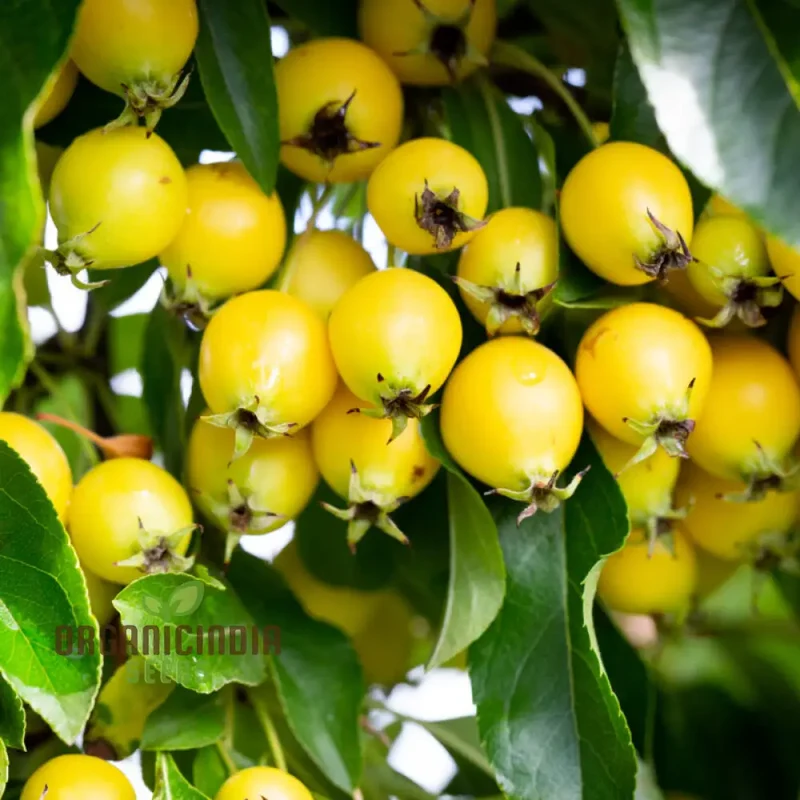 Malus Baccata Fruit Seeds for Planting, Premium Garden Seeds, Fruit Seeds for Gardening