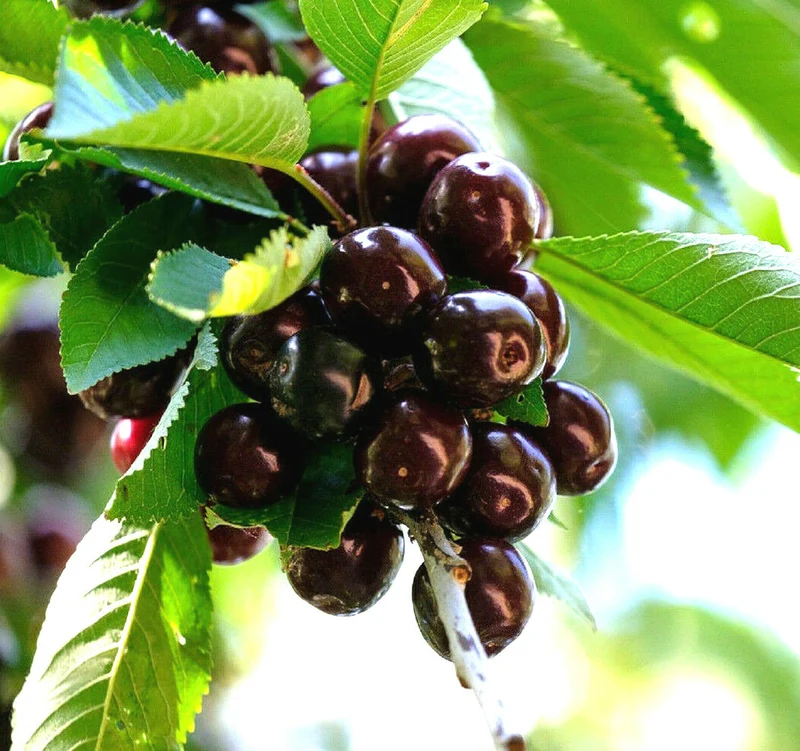Cherry Lapins Seeds for Gardening Enthusiasts Premium Quality, Easy to Grow Fruit Seeds for Home Gardeners and Outdoor Planting
