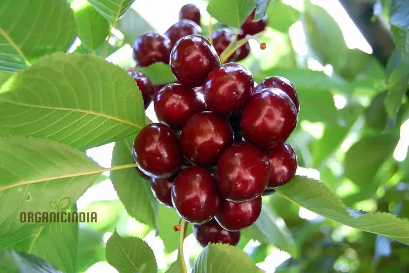 Cherry Lapins Seeds for Gardening Enthusiasts Premium Quality, Easy to Grow Fruit Seeds for Home Gardeners and Outdoor Planting