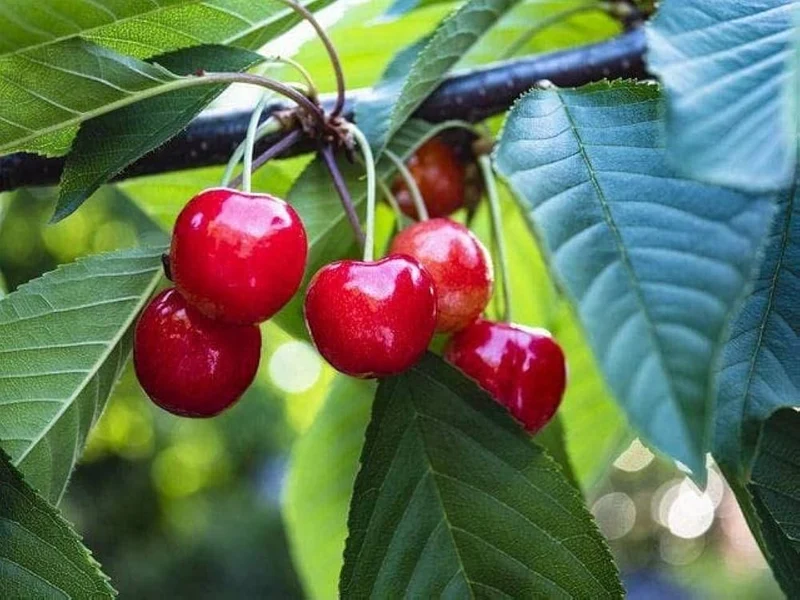 Cherry Lapins Seeds for Gardening Enthusiasts Premium Quality, Easy to Grow Fruit Seeds for Home Gardeners and Outdoor Planting