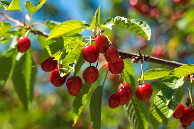 Cherry Lapins Seeds for Gardening Enthusiasts Premium Quality, Easy to Grow Fruit Seeds for Home Gardeners and Outdoor Planting