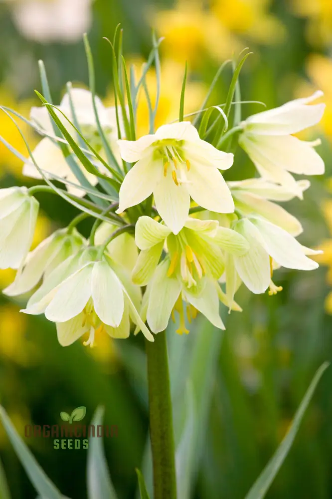 Fritillaria Raddeana Seeds - Exquisite Blooms for Your Garden | Planting Instructions Included