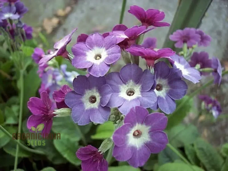 Primula Alpicola Violacea Flower Seeds For Planting, Alpine Beauty in Violet Shades