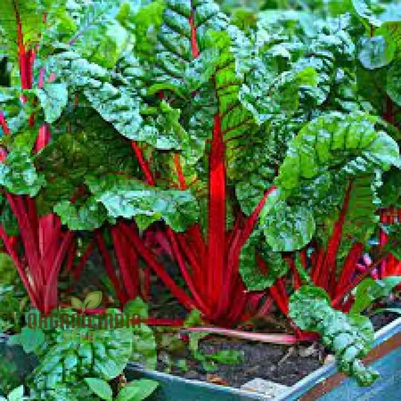 CHARD RHUBARB Seeds for Vibrant Gardens | Buy Seeds Online
