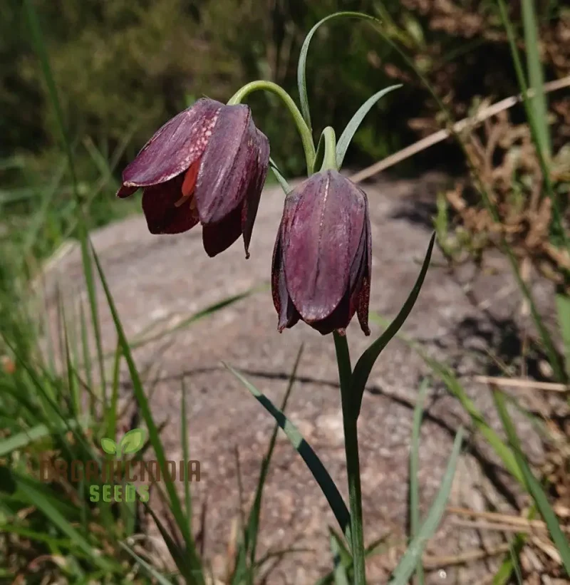 Fritillaria Pyrenaica Seeds - Rare Alpine Planting for Gardening Enthusiasts - Planting Instructions Included