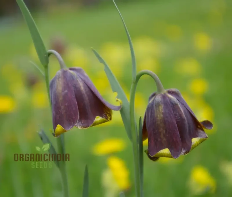 Fritillaria Pyrenaica Seeds - Rare Alpine Planting for Gardening Enthusiasts - Planting Instructions Included