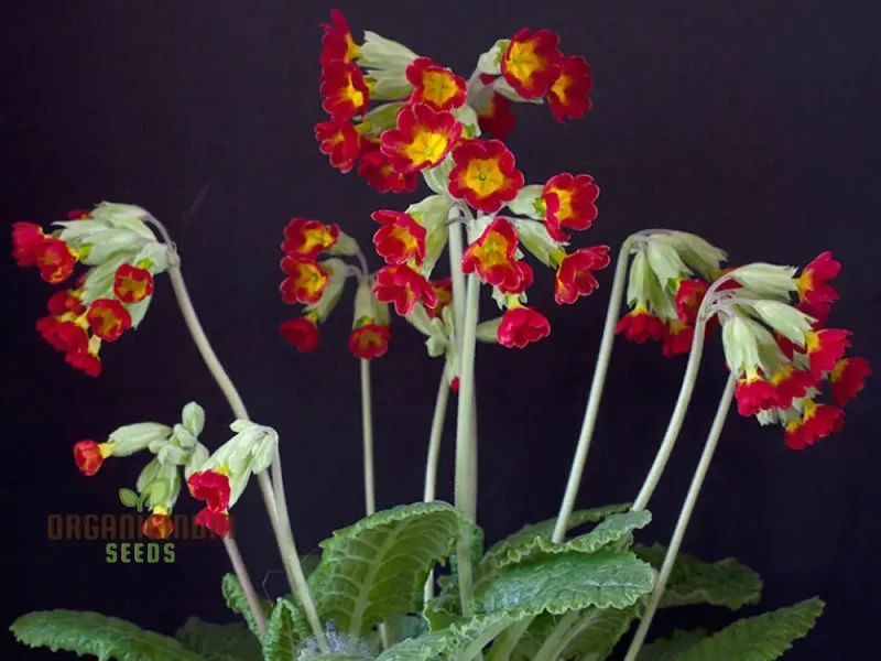 Primrose Veris 'Sunset Red Colours' Flower Seeds For Planting, Vibrant Hues for Your Garden