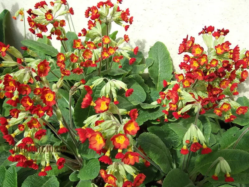 Primrose Veris 'Sunset Red Colours' Flower Seeds For Planting, Vibrant Hues for Your Garden