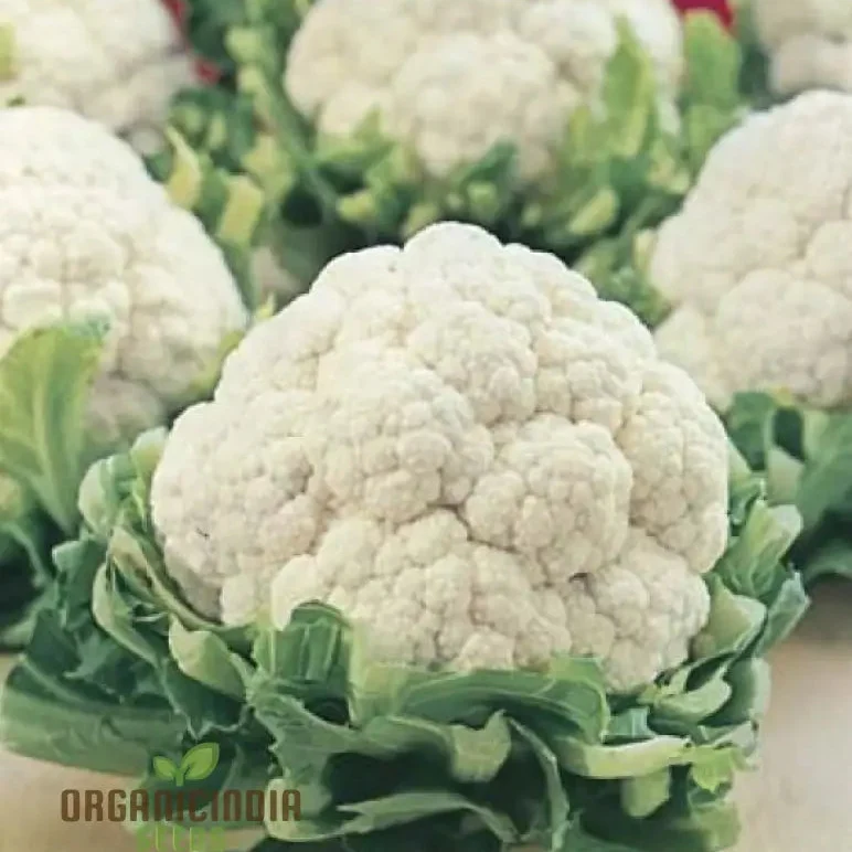 CAULIFLOWER ALL YEAR ROUND Seeds for Year-Round Gardening | Buy Seeds Online