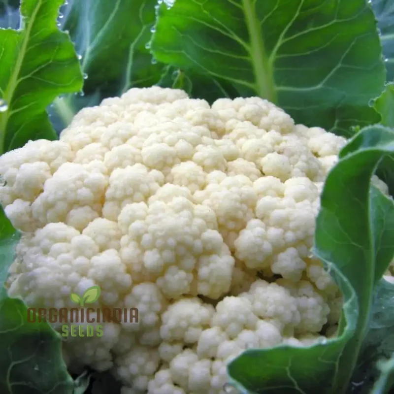 CAULIFLOWER ALL YEAR ROUND Seeds for Year-Round Gardening | Buy Seeds Online