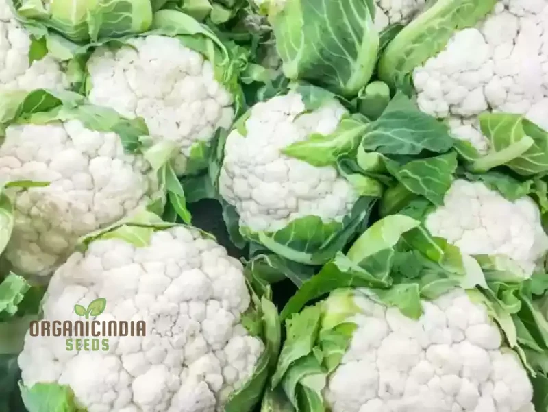 CAULIFLOWER ALL YEAR ROUND Seeds for Year-Round Gardening | Buy Seeds Online