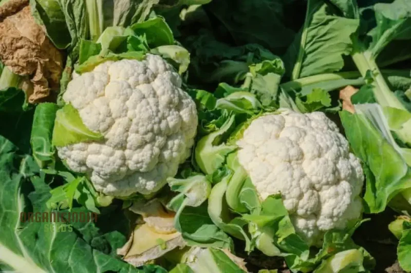 CAULIFLOWER ALL YEAR ROUND Seeds for Year-Round Gardening | Buy Seeds Online
