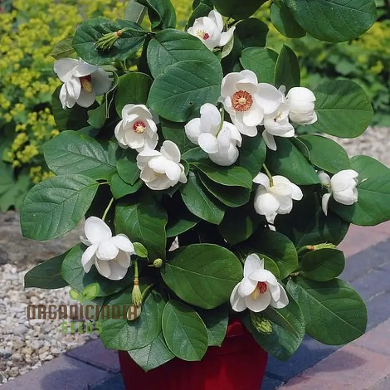 Magnolia Sieboldii Flower Seeds for Planting, Premium Seeds for Gardening