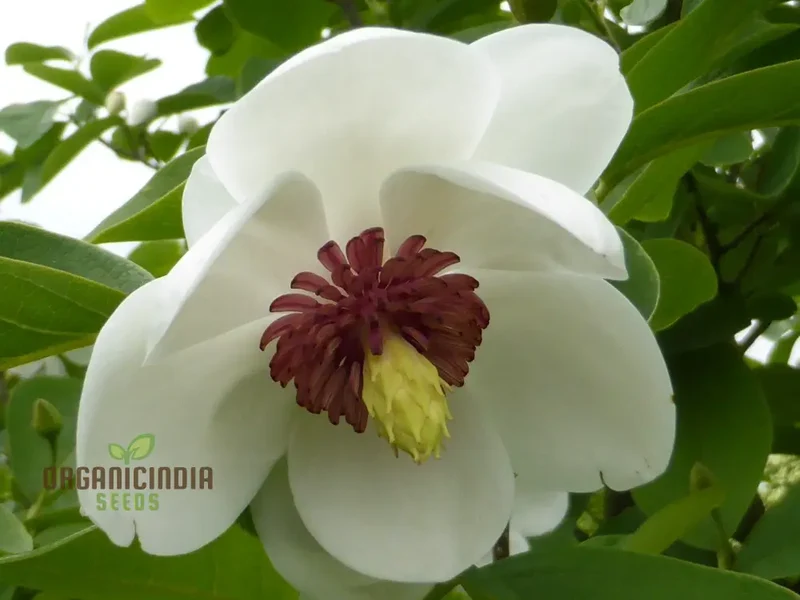 Magnolia Sieboldii Flower Seeds for Planting, Premium Seeds for Gardening