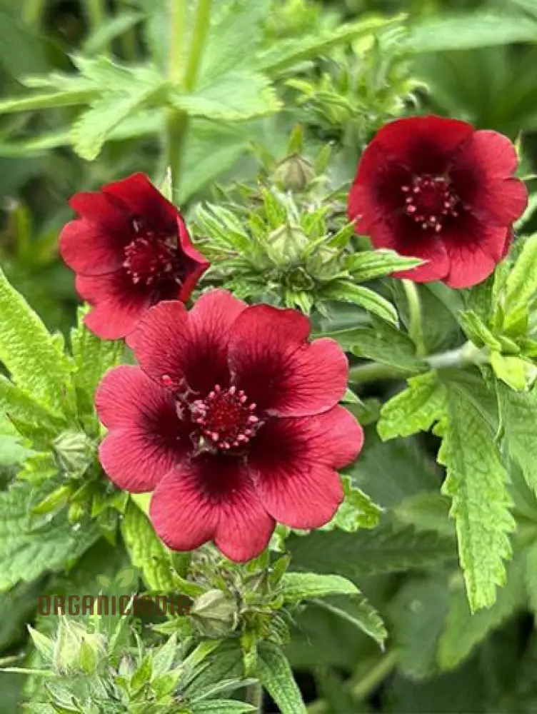 Potentilla Thurberi 'Monarch's Velvet' Seeds For Planting, Richly Colored Blooms for Your Garden