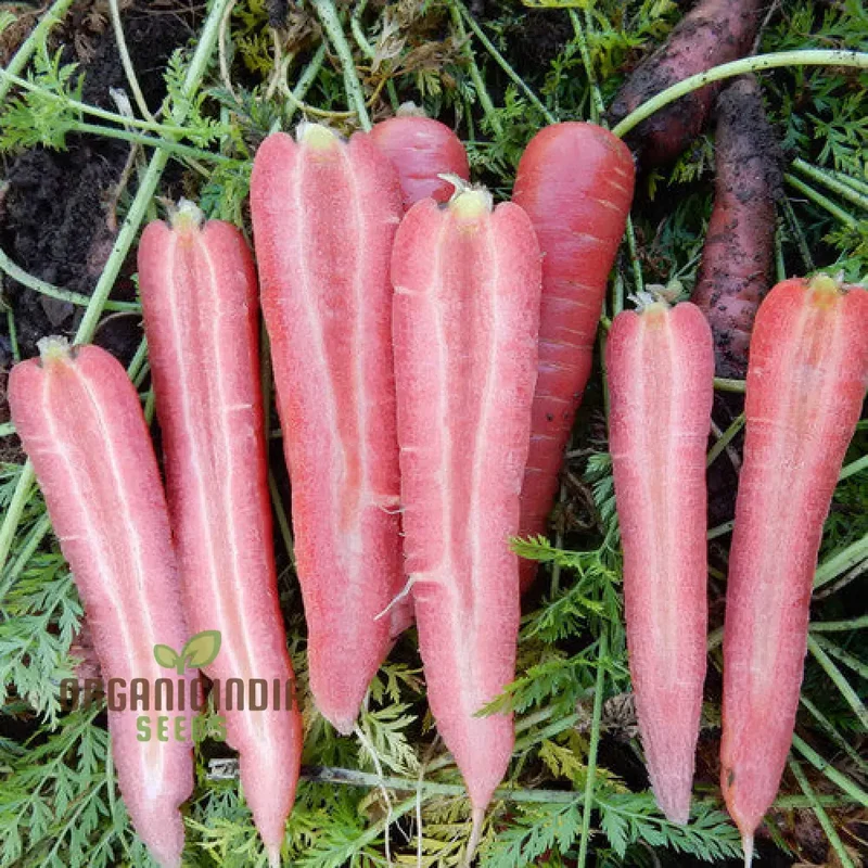 CARROT RUBY PRINCE F1 Seeds for Planting, Your Gardening Needs