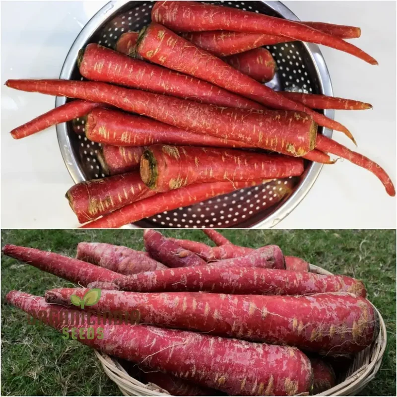 CARROT RUBY PRINCE F1 Seeds for Planting, Your Gardening Needs
