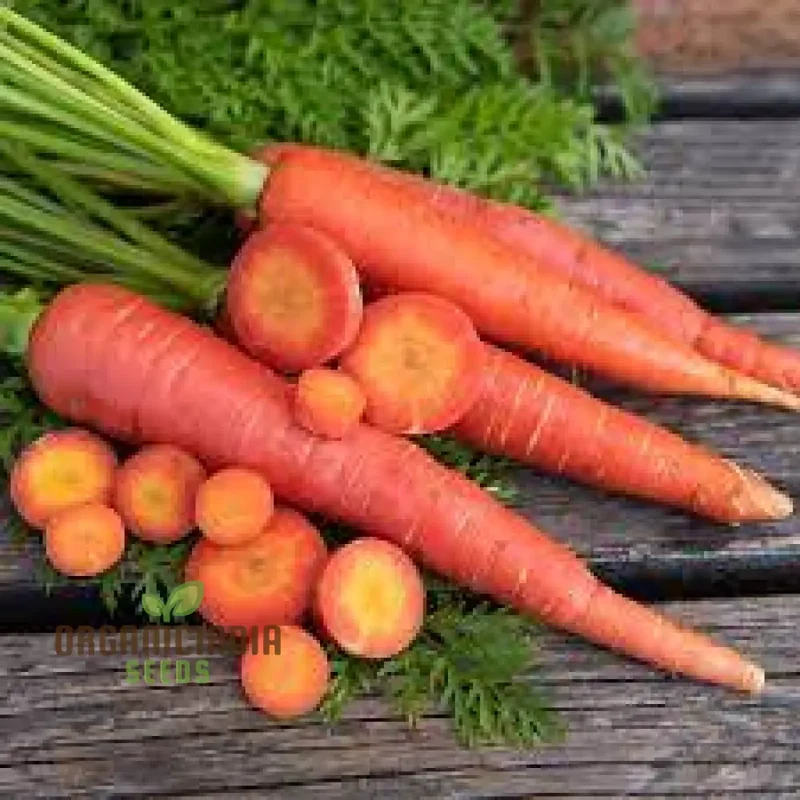 CARROT RUBY PRINCE F1 Seeds for Planting, Your Gardening Needs