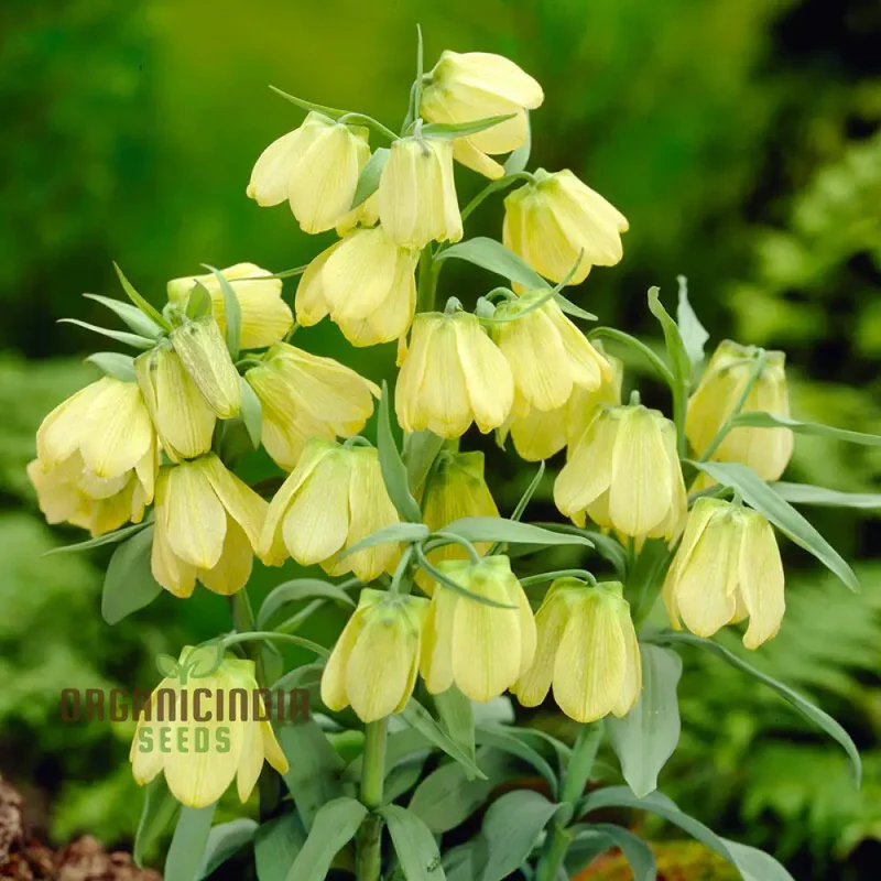 Buy Fritillaria Pallidiflora Seeds for Your Garden, Planting Made Easy