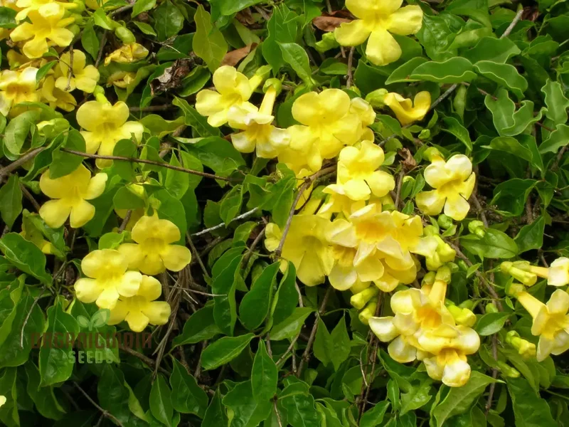 Macfadyena Unguis-Cati Seeds for Planting, Premium Seeds for Gardening