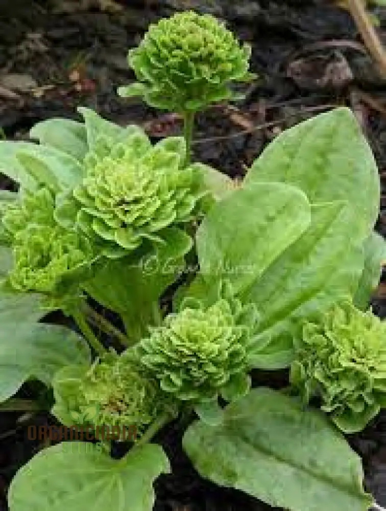 PLANTAGO ROSULARIS 'BOWLES' VARIETY' Seeds â€“ Elevate Your Gardening with Rare, Exquisite Blooms!