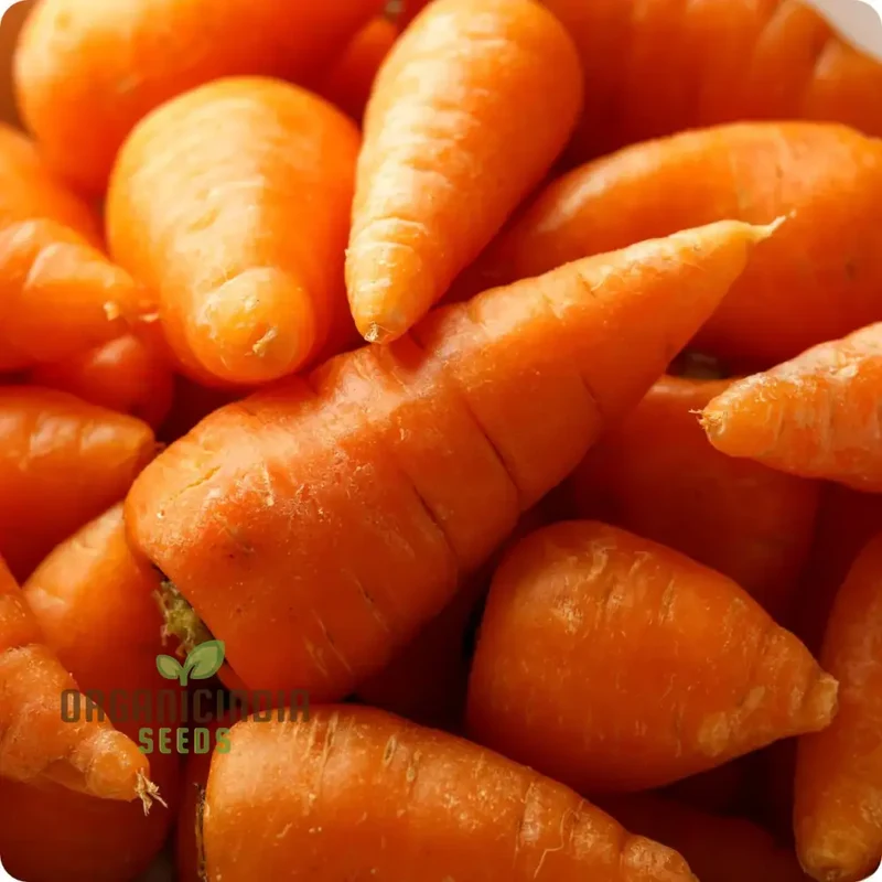 CARROT CHANTENAY RED CORED 2 Seeds for Your Gardening Needs