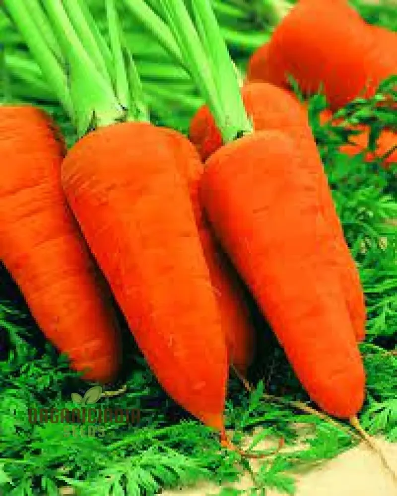 CARROT CHANTENAY RED CORED 2 Seeds for Your Gardening Needs