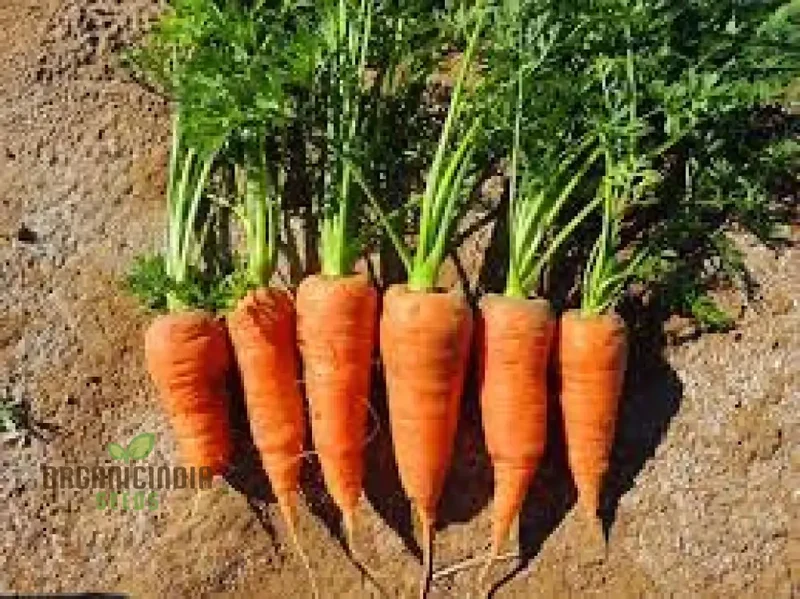 CARROT CHANTENAY RED CORED 2 Seeds for Your Gardening Needs